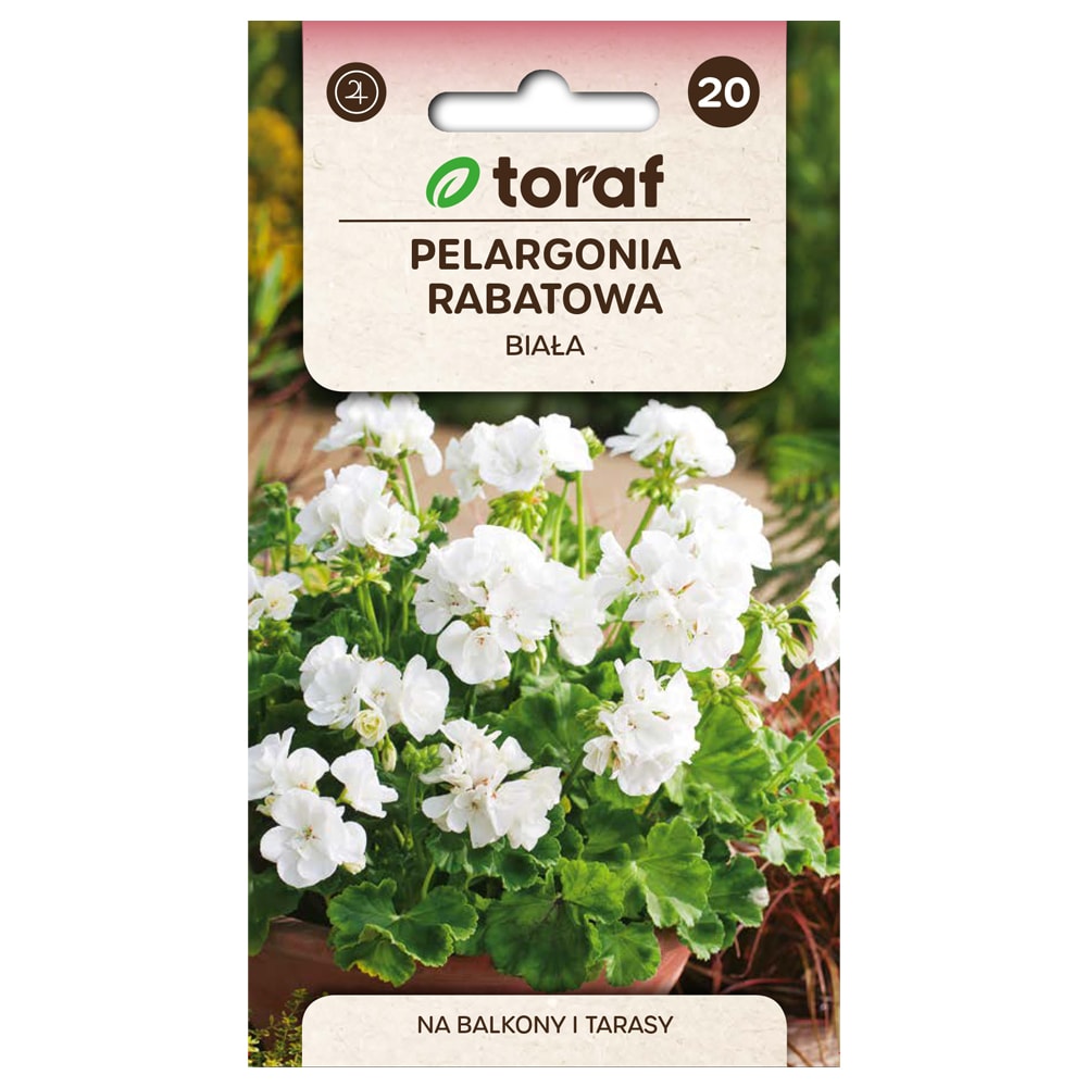 Frö till zonalpelargon vit – Praktfull blomning för krukor och rabatter