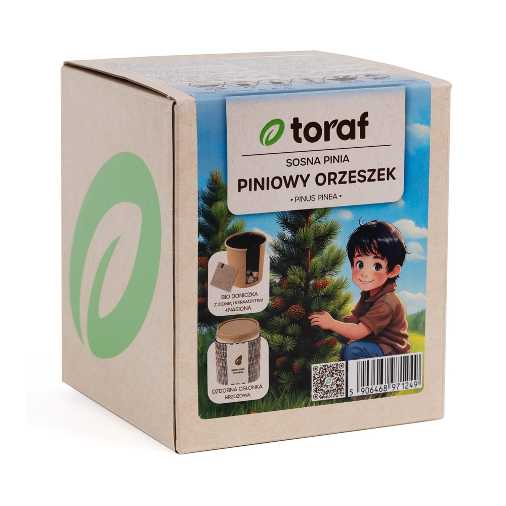 Set med frö till pinjeträd och odlingskruka – Odla ditt eget medelhavsträd