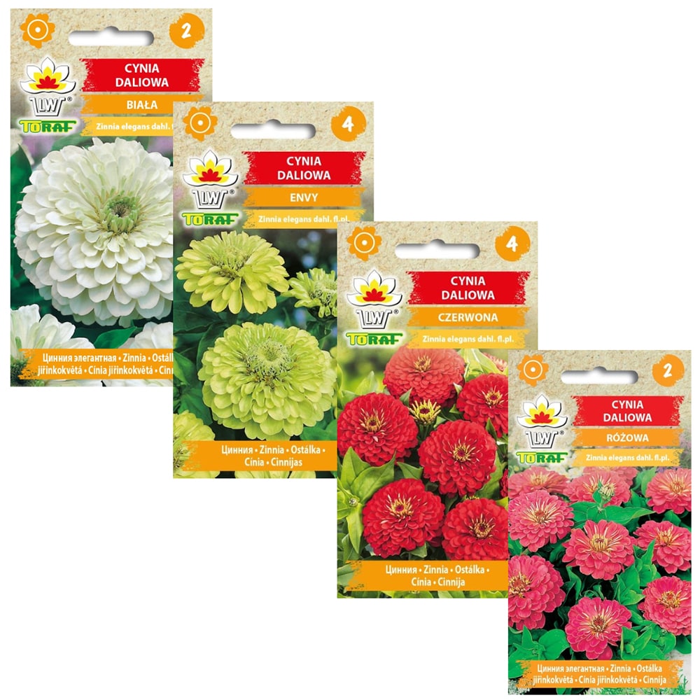 Zinniafavoriter – Färgsprakande blommor för trädgård och buketter