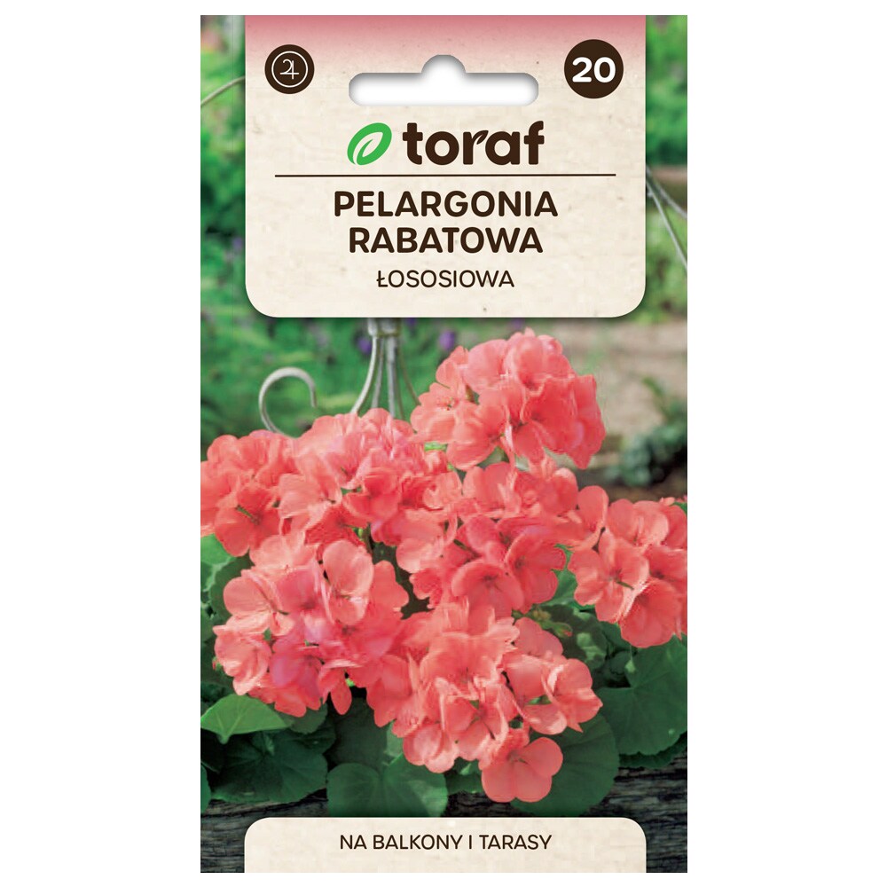 Zonalpelargon laxrosa frö / Pelargonium zonale pelargon / pelargonfrö för balkong och kruka