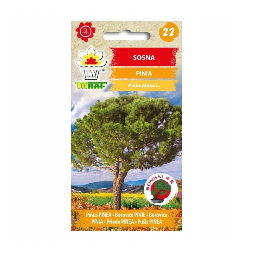 Pinje frö Pinus pinea / pinjeträd frön / bonsai tall frö