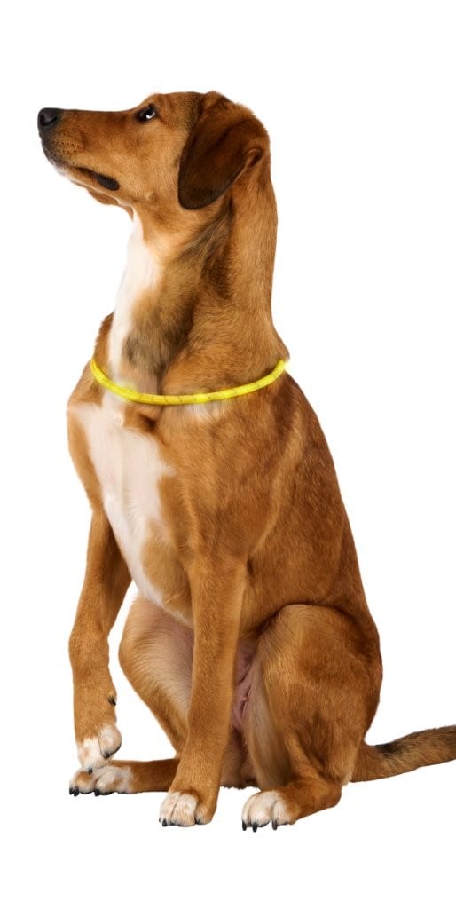 LED hundhalsband 50 cm / lysande hundhalsband för hund / hundhalsband för kvällspromenader