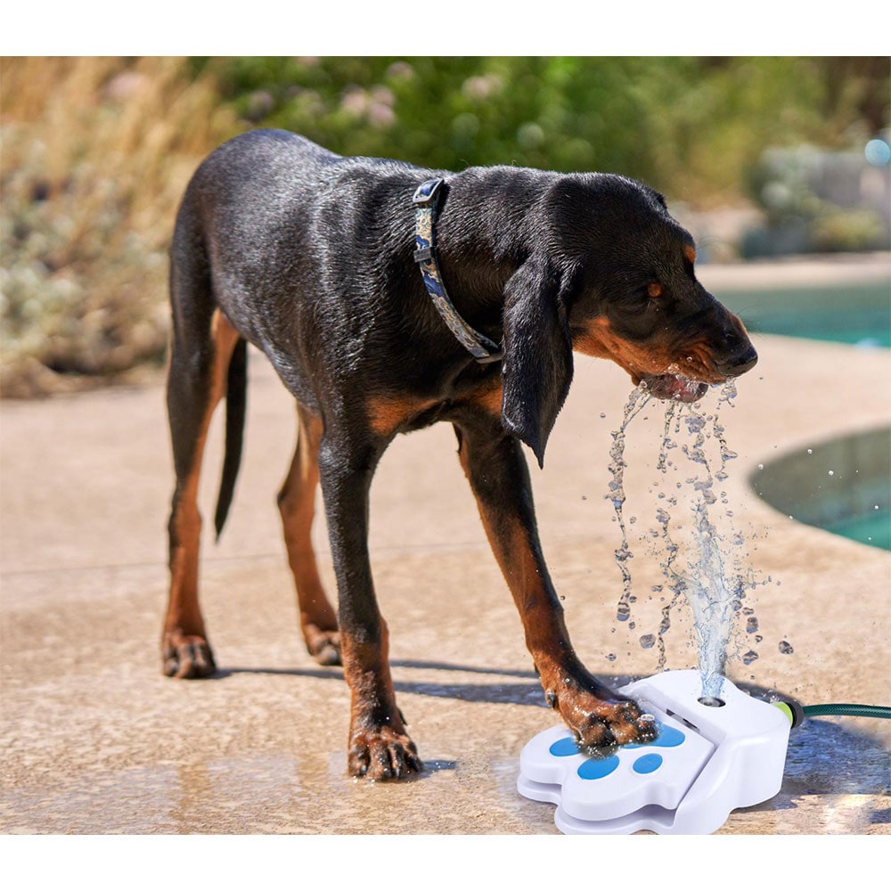Vattenfontän för hund